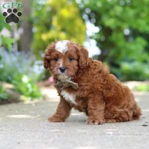 Theo, Cavapoo Puppy